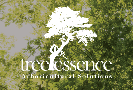 Tree Essence